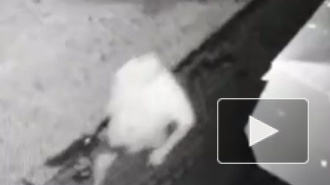 В сети опубликовано видео с моментом убийства бывшего мэра Киселевска