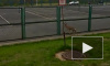 Забавное видео из Кемерово: по городу прогулялся дикий олененок