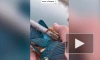 Появилось видео, как петербуржец спас примерзшего к ограде зимородка 