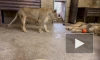 В Ленинградском зоопарке показали осенние будни львов Адама и Таисии