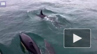 Больше сотни дельфинов окружили рыбаков в Великобритании