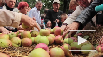 В Петербурге на Яблочный Спас всех желающих угостят освященными яблоками