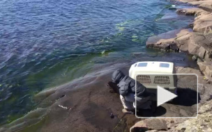 Видео: окрепшего нерпенка Крошика выпустили в воды Ладожского озера