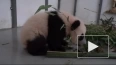 Новорожденная панда из Московского зоопарка сделала ...