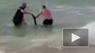 Чудесное спасение тонущего кенгуренка попало на видео