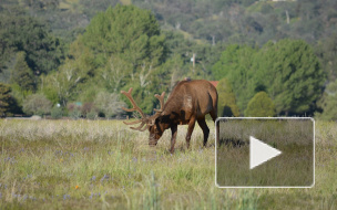 Водитель погиб после столкновения с лосем на трассе "Скандинавия"