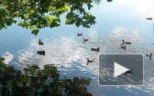 Куда сходить в Петербурге бесплатно или недорого. Гид по мероприятиям на 15 и 16 августа