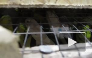 В Петербург "прилетели" 220 декоративных попугаев