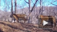Семейство с пятью амурскими тигрятами впервые в мире ...