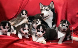 Один день глазами хаски: теперь вы видели больше