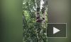 Видео: енот на три дня застрял на березе на Благодатной