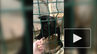 Смешное видео: в петербургском зоопарке обезьяна лишила смартфона посетительницу