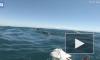 Видео: акула 20 метров тащила подводного охотника за собой