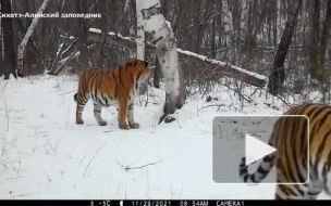 Подопечная тигрица Флойда Мейвезера — младшего показала тигрят
