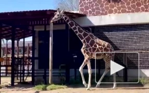 Ленинградский зоопарк показал, как жирафиха Соня радуется первой весенней прогулке