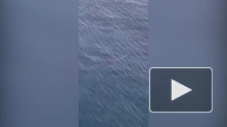 Сахалинцы сообщают о белой акуле, которую заметили на рейде Холмска