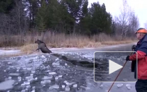 Швеция: Чудесное спасения лося из ледового плена сняли на видео