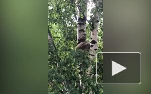Видео: енот на три дня застрял на березе на Благодатной