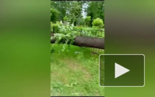 Ночью ураган повалил 17 деревьев в Петербурге 