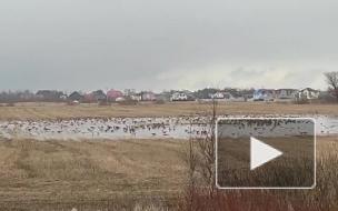 Возле поворота на Красный Бор отдыхают гуси и лебеди после перелета: видео