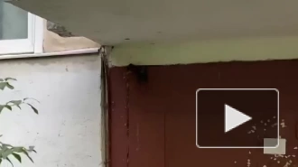 Дом на улице Ветеранов кишит крысами