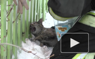 В сети появилось видео спасение кота после пожара в Орле
