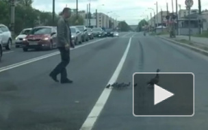 Видео: Утка-нарушительница с утятами переходила дорогу на Краснопутиловской