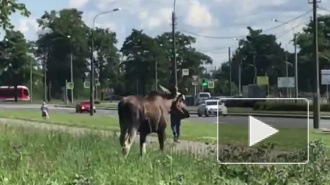 Видео: на Луначарского заметили гуляющего лосенка