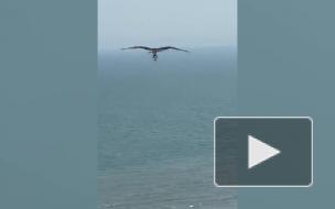 Схватка орла и акулы в воздухе попала на видео