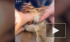Видео с сумкой кенгуру изнутри испугало пользователей сети