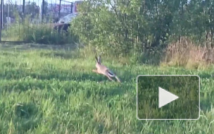 Огромный заяц, замеченный на проспекте Солидарности, не первый раз появляется в городе. Зверь может быть опасен