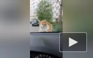 Наглый кот из Петербурга нашел себе дом 