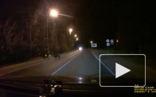 Перебегающие дорогу кабанчики удивили девушку и восхитили соцсети