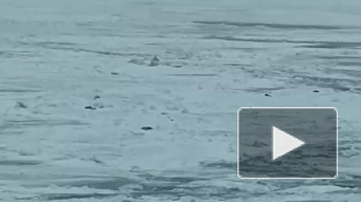 На Финском заливе начался сезон размножения балтийских тюленей