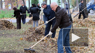 В Петербурге на общегородском субботнике губернатор Полтавченко посадил березу и яблоню