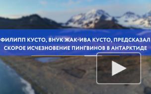 Кусто предсказал скорое исчезновение пингвинов в Антарктиде