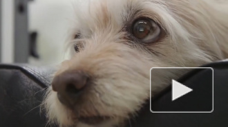 Подготовлен список штрафов для российских собачников