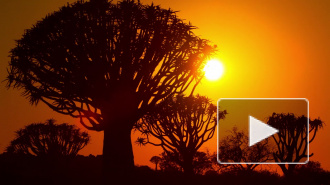 СКР назвал грабеж мотивом убийства российских журналистов в ЦАР