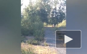 Канадка включила "Don't Tread On Me" Metallica и спугнула пуму