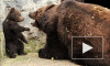В швейцарском зоопарке убили трехмесячного медвежонка, сына медведей Миши и Маши, подаренных Дмитрием Медведевым