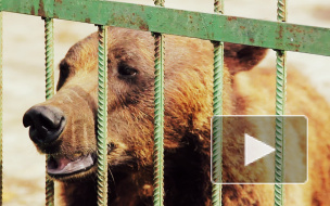 Бессердечные живодеры душили медведицу Тоню железной цепью и морили голодом