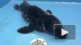 У Ленинградской АЭС спасли тюлененка