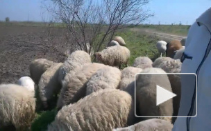 В Азербайджане обаятельный пастух поёт своим овечкам о весне 