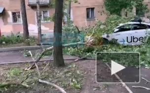Дерево обрушилось на такси в Кировском районе
