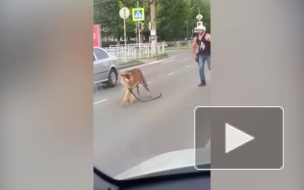 В Иваново тигр выбежал из машины на проезжую часть и попал на видео