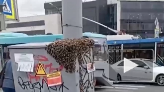 Пчёлы облепили электрощиток в Приморском районе. Их уже спасли
