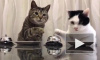 Забавное видео из Японии: коты подчинили себе человека