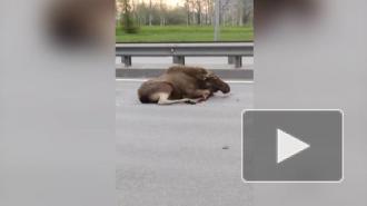 На Пулковском шоссе автомобиль сбил лося