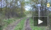 Полиция в Смоленской области установила нелегального лесоруба