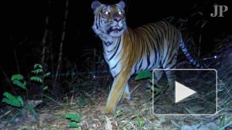 В Таиланд вернулись вымирающие тигры